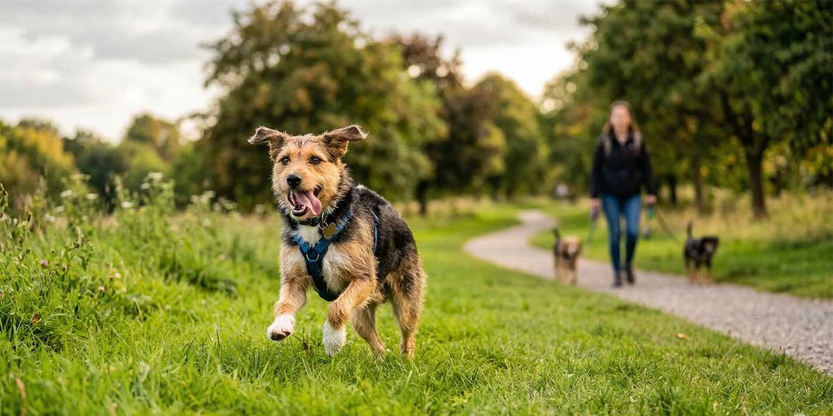 How Much Exercise Does Your Dog Actually Need?