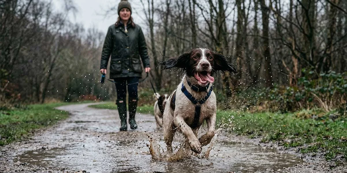 Walking in the Rain: Why Your Dog Loves It (Even If You Don't)